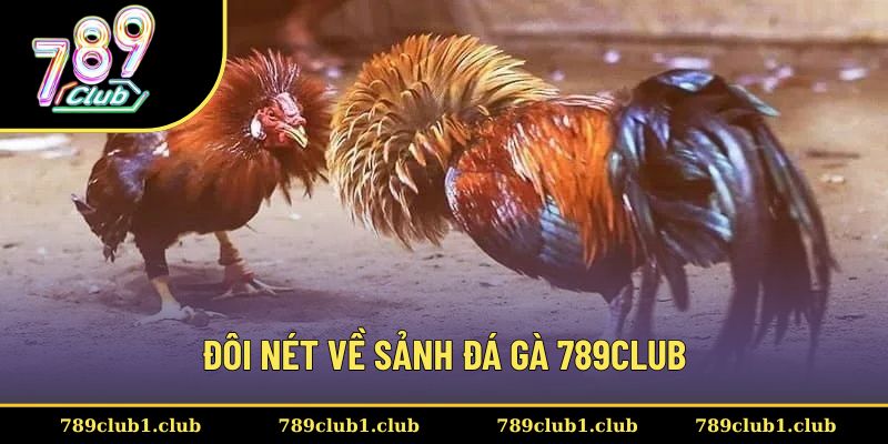 Sân chơi đá gà 789CLUB hấp dẫn, thú vị