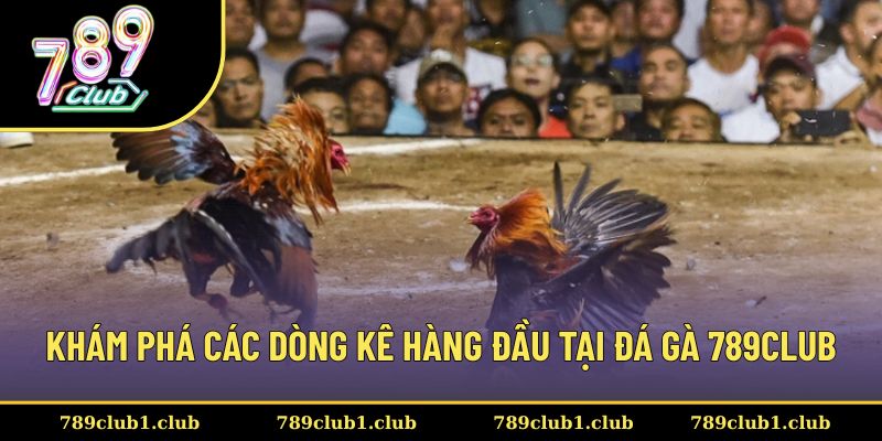 Điểm danh các dòng kê chiến nổi tiếng trong đá gà 789CLUB