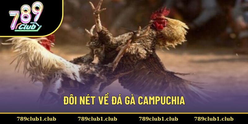 Tổng quát thông tin về hình thức đá gà Campuchia