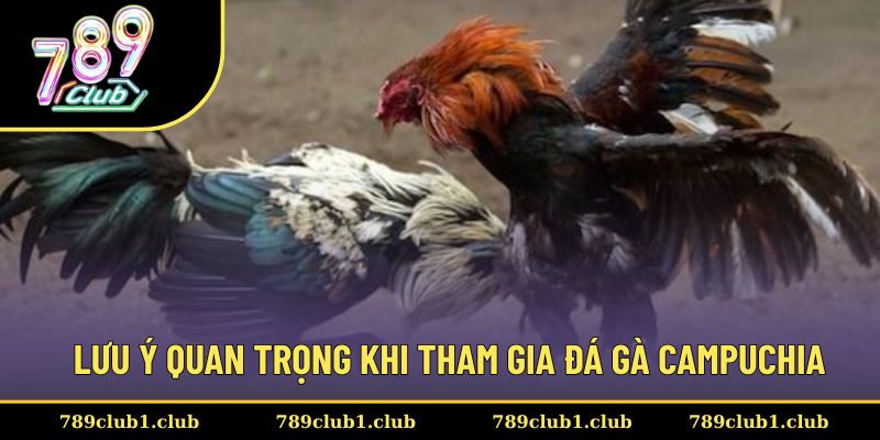 Các lưu ý quan trọng cần nắm trong đá gà Campuchia