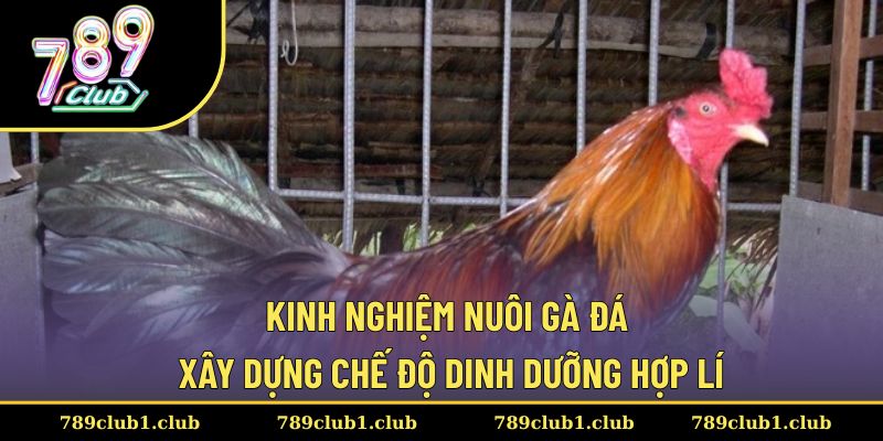 Kinh nghiệm nuôi gà đá với chế độ dinh dưỡng hợp lí