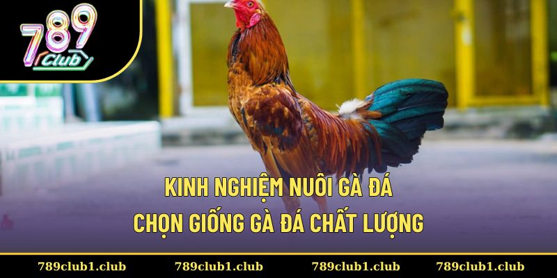 Thành viên lựa chọn giống chiến kê tốt, chất lượng