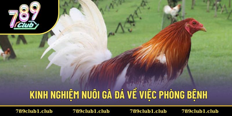 Kinh nghiệm nuôi gà đá với việc phòng bệnh