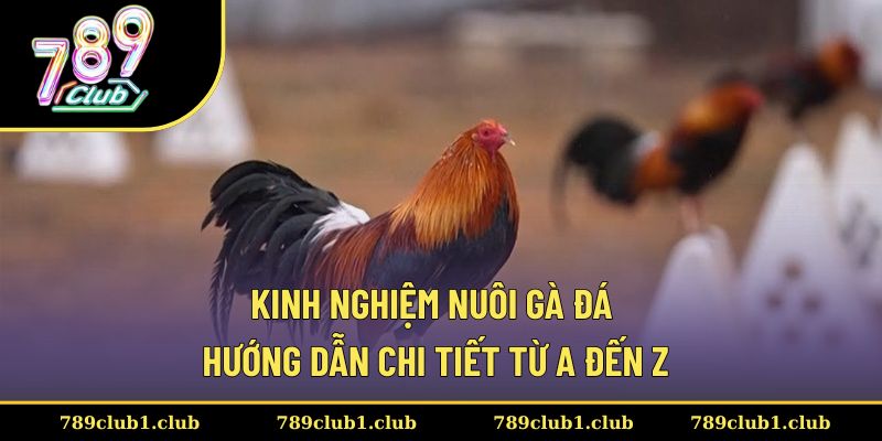 Kinh nghiệm nuôi gà đá