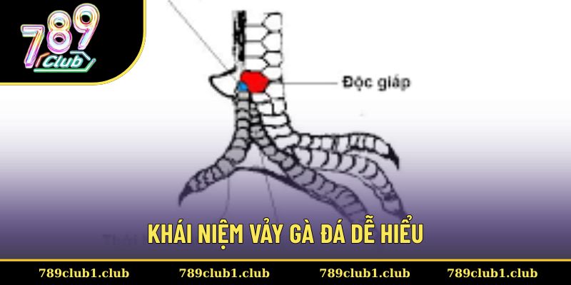 Thành viên tìm hiểu khái niệm cụ thể về vảy gà đá
