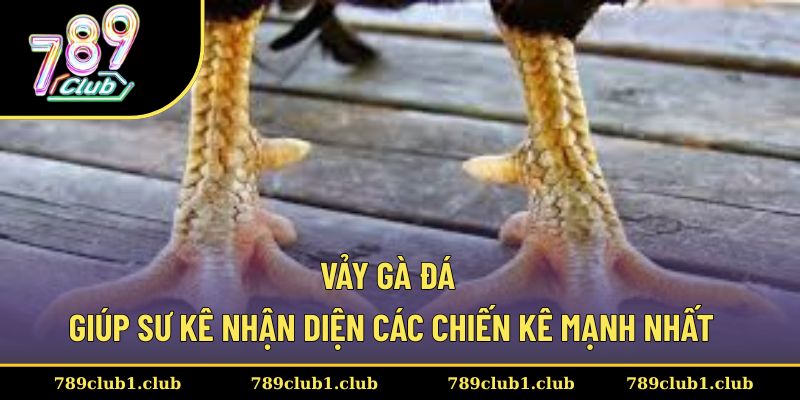 Vảy gà đá