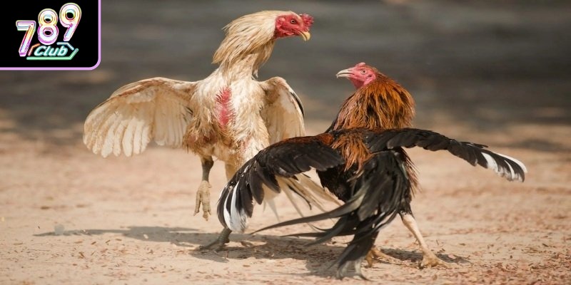 Khám phá các phương thức tranh tài kịch tính