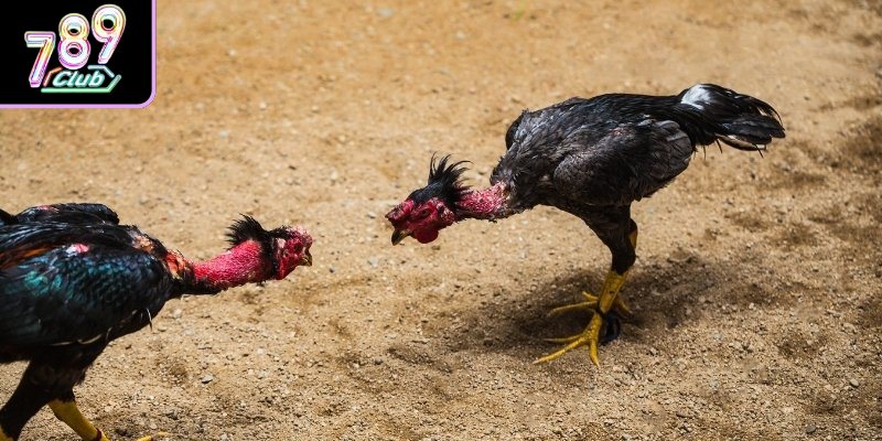 Tìm hiểu nét đặc sắc của bộ môn đá gà Philippines